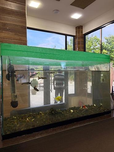 Akvariumlar: Akvaryum komplekti - Şüşə akvaryum: təxminən orta ölçü, düzbucaqlı — 2