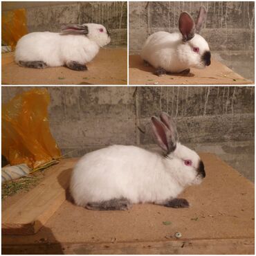 Грызуны: Продам декративний кролик корм,клетка,посуда для кролика 🐇 парода
