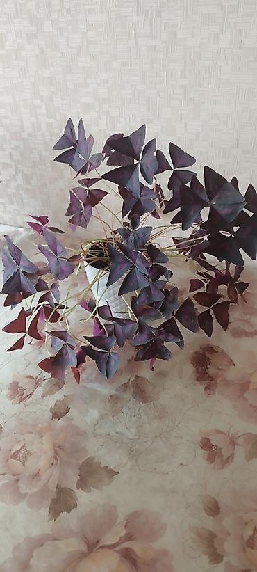 green leaf: Оксалис треугольный (Oxalis triangularis), фиолетовый «кислец» в — 5