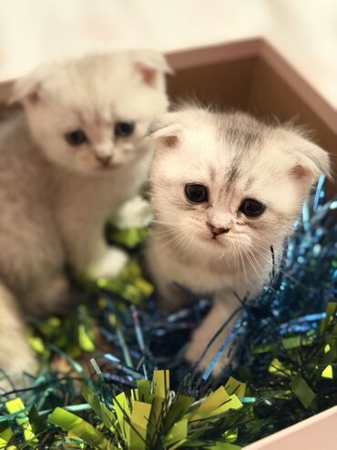 Pişiklər: Şotland — 2