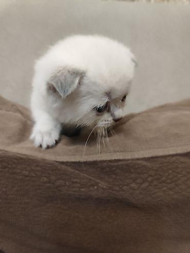 Pişiklər: Britan, Dişi — 16