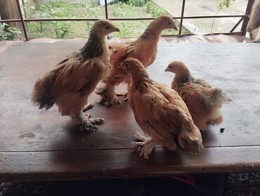 брама курица: Продаю | Цыплята | Брама | На забой, Для разведения, Несушки