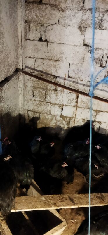 Toyuqlar: Toyuq, Damazlıq — 3