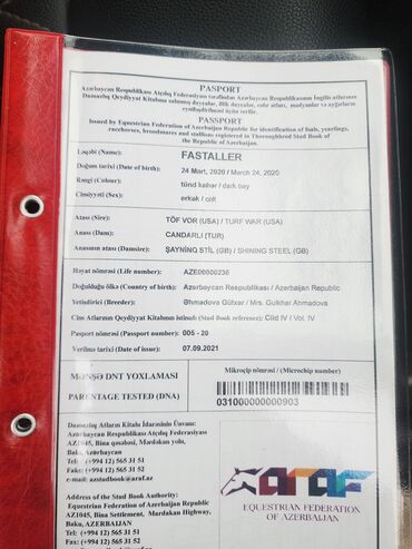 Atlar: Temiz qan Ingilis atidir .Pasportlu.boy 1.80 sm.Atasi meshur — 10