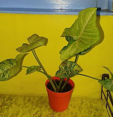 Другие комнатные растения: Продам комнатные цветы, в хорошем грунте, не тепличные, ухоженные — 10