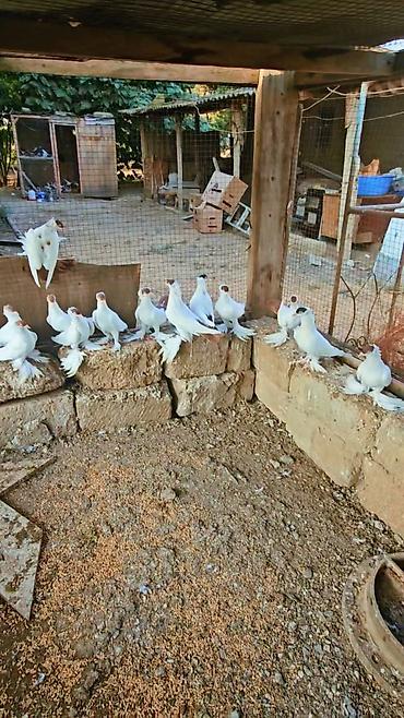 Heyvanlar: Məhsul: Göyərçinlər – dekorativ ağ rəngli, toppuzlu baş və quyruq — 1