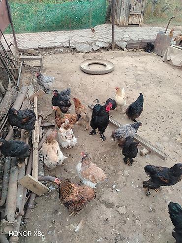 Продам с/х животных: Продаю | Куры, Петух | Бройлерная, Брама | Для разведения — 5