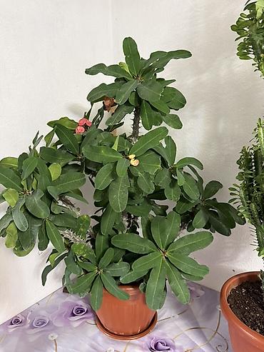 Эуфорбия Милля (Euphorbia milii, молочай Миля) в горшке. - Крупный