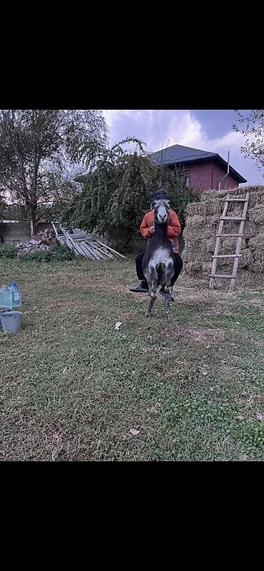 Продам с/х животных: Осёл (домашний, средний размер) - Окрас: тёмно‑коричневый/чёрный — 5