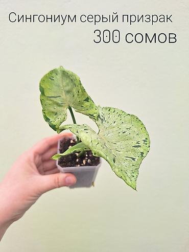 Другие комнатные растения: • Комнатные растения (укоренённые черенки/детки/молодые — 5