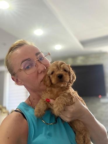 mini pomeranac: Registrovana odgajivacnica Pom Bahu Djokovic predstavlja prelepe — 6