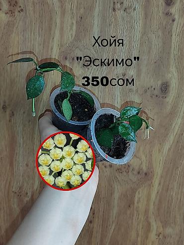 неделю: Комнатные растения — саженцы и черенки. 1) Живое дерево (лечебное) — — 9