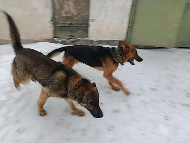 Продажа собак: Немецкая овчарка, 5 лет, Самка — 8