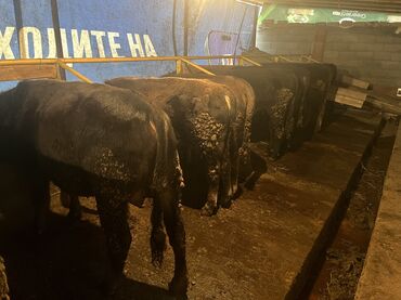 Коровы, быки: Продаю | Бык (самец) | На откорм — 9