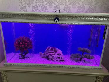 Akvariumlar: Akvarium en 45 sm uzunu 1 metir hün ekran görnüşü 50 sm 20 növ renqli