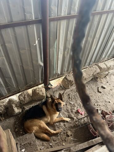 i̇tlər doberman: Alman çoban iti, 1 il, Dişi