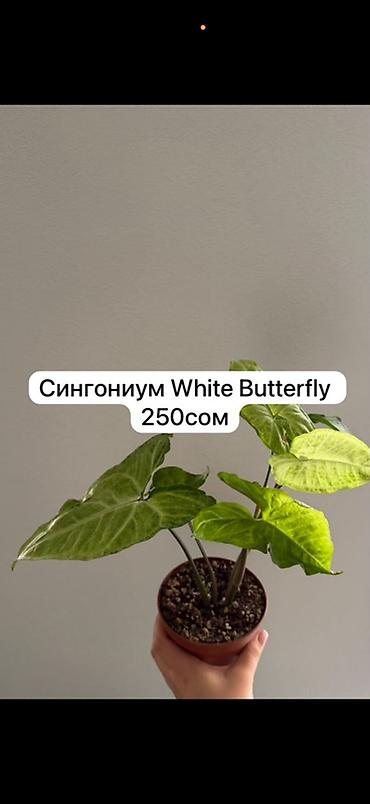 дождевой червь: Сингониум White Butterfly — декоративно-лиственное комнатное растение — 1
