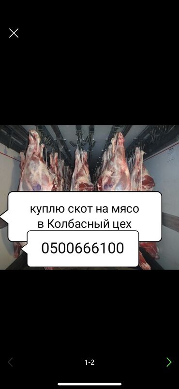 �������� ���� �������������� в Кыргызстан | Куплю с/х животных: Приём скота 
В колбасный цех 
А также вынужденный забой