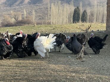 Индюки: Продаю | Индюк (самец) | Черный принц | Для разведения | Племенные — 5