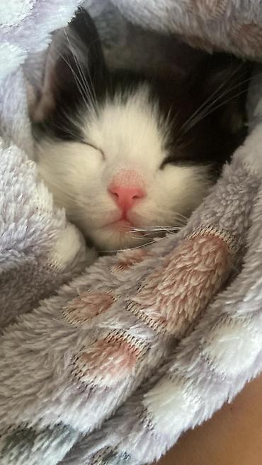 Pişiklər: Erkək, Yaxşı əllərə — 12