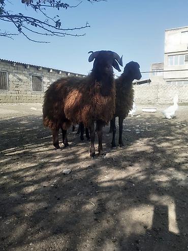 bulbul qusu satisi: Mart ayında olan toğlu 620 AZN — 1