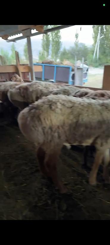 кошка с разными глазами: Продаю | Баран (самец) | Для разведения — 2