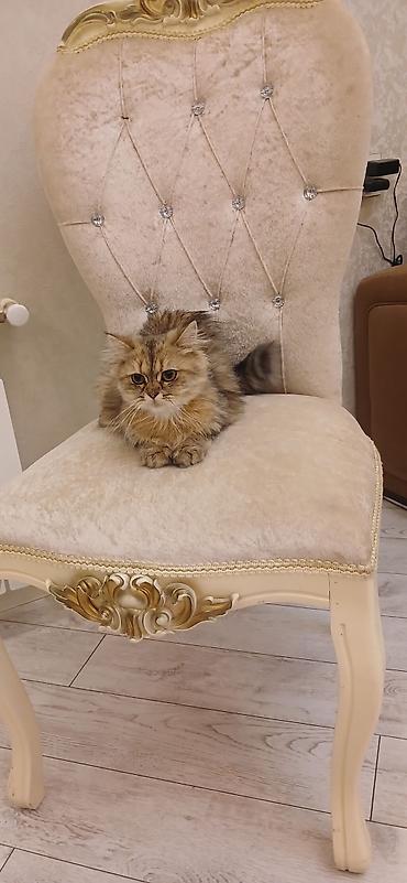sirin pişik balalari: Şinşilla, Dişi, Yaxşı əllərə, Ünvandan götürmə — 2