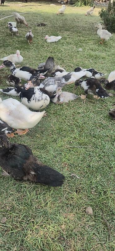 ordəy balası: Muscovy (indoutka) ördək balaları - Cins: Muscovy/indo ördək - Yaş — 7