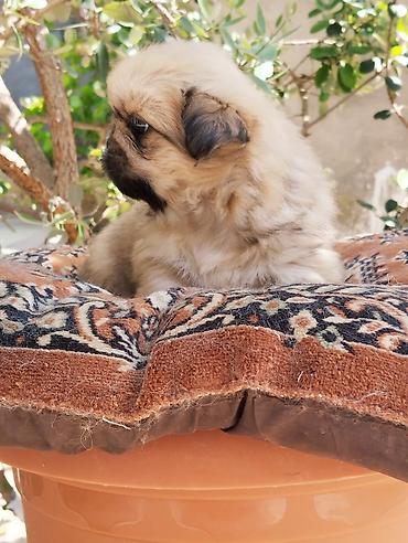 İtlər: Pekines — 9