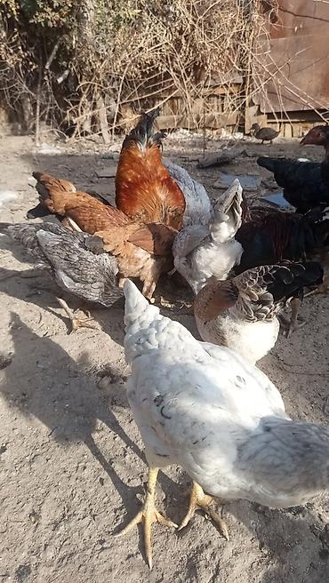 заказ собак: Продаю | Куры | Домашняя | Для разведения — 3