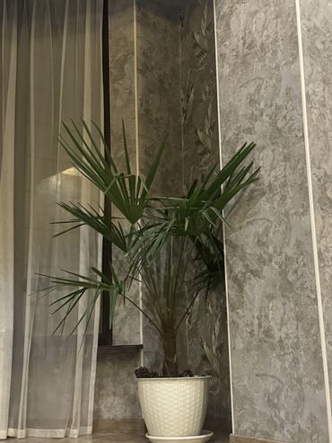 комнатная пальма: Пальма не прихотливое растение высота 1,5 метра будет расти до