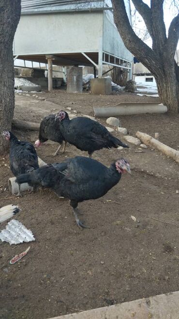 Индюки: Продаю | Индюшка (самка) | Северокавказская | Для разведения | Племенные at lalafo.kg — 1 Индюки: Продаю | Индюшка (самка) | Северокавказская | Для разведения | Племенные — 1