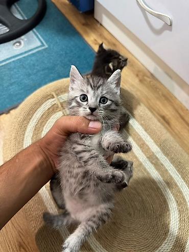 Мышыктар: Котята, полосатые и дымчатые окрасы - Порода: домашние — 2