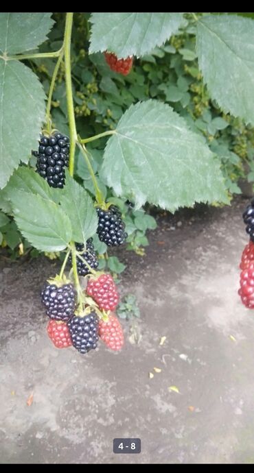 Фрукты и ягоды: Саженцы Ежемалины!!! " Сорт ТорнФри " Без шипов и колючек .Этот сорт — 11