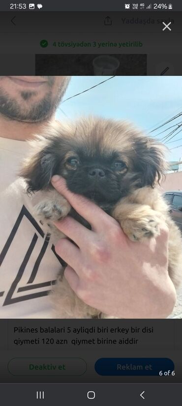 afçarka iti qiymeti: Pekines, 5 ay, Dişi, Peyvəndli, Pulsuz çatdırılma