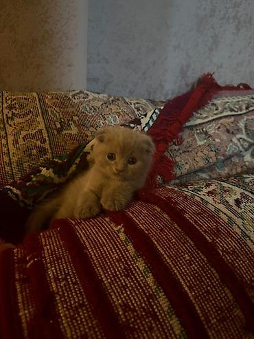 scottish fold qiyməti: Şotland yastı qulaq, Dişi, Erkək — 4