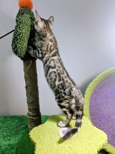 Продажа кошек: Бенгальская, 2 месяца, Мальчик, С документами, Приучена к лотку, Проглистована — 10