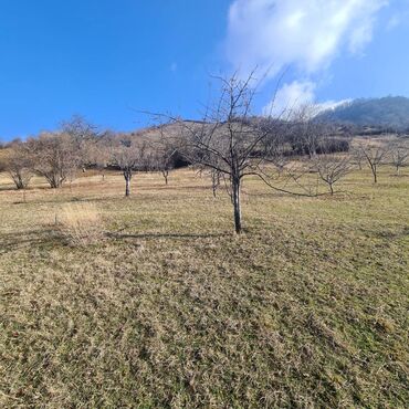 bakıda kirayə evler: 3 sot, Tikinti, Mülkiyyətçi, Kupça (Çıxarış)