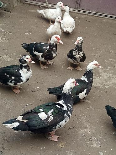 Ördəklər: TECİLİ SATİLİR 2 ERKEY 10.DİŞİ HAMSİ BİRLİKDE SATLİR KOM ŞEKLİNDE 25 — 7