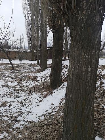 Спил деревьев, заготовка дров: Куплю Тополь Каражыгач серебряк!Любой количество за хорошее цену! — 10