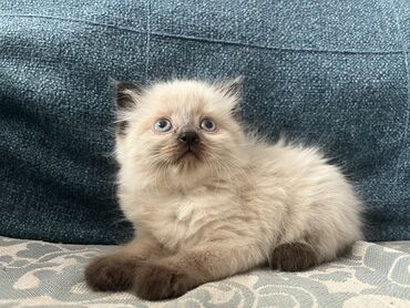 кошки сфинкс: Рэгдолл.Котёнок 1,5 месяцев.Мальчик.Приучен к лотку. Котёнок кот кошка