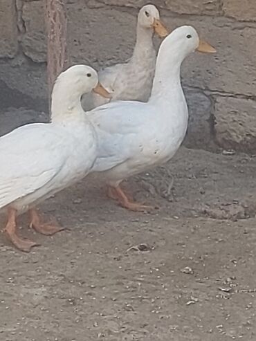 Toyuqlar: Toyuq, Ətlik, Ünvandan götürmə -da lalafo.az — 16 Toyuqlar: Toyuq, Ətlik, Ünvandan götürmə — 16