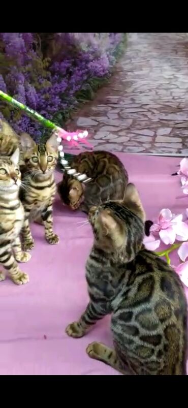 Продажа кошек: Бенгальские котята Проф.Питомник Бен Гла Мур предлагает.чудесных — 25