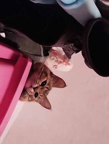 Отдам даром кошку: Кошка даром: Беспородная, Девочка — 6