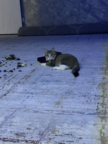 кошачий домик: Беспородная, 6 месяцев, Мальчик, Приучена к лотку