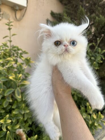 Pişiklər: Fars -da lalafo.az — 17 Pişiklər: Fars — 17