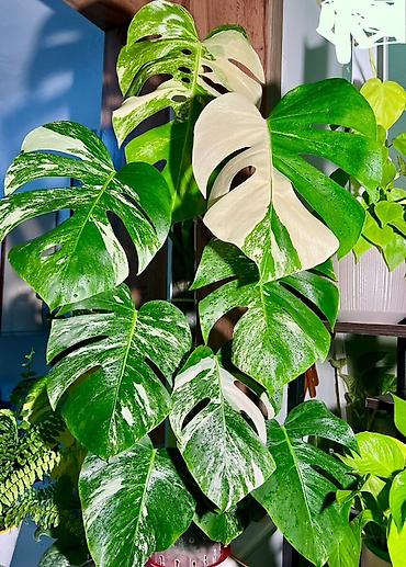 монстера: Монстера вариегатная (Monstera deliciosa variegata, «альбо») Здорова — 1