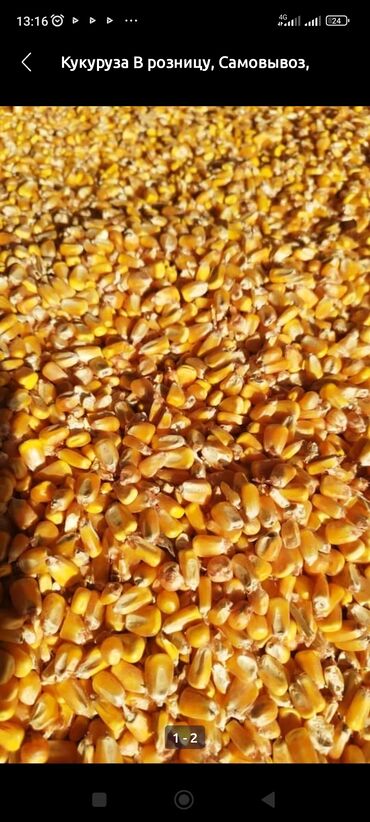 Кукуруза сухие в мешках 16 сомдон 5тонн