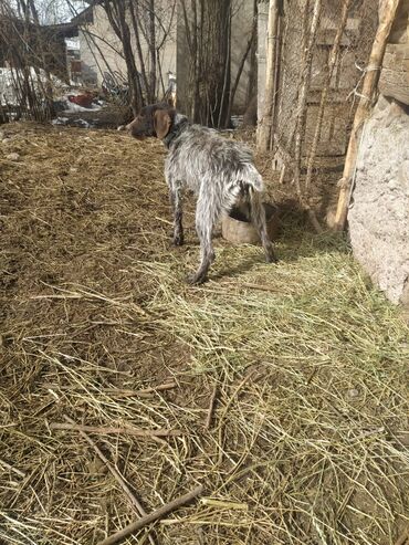 рабочая собака: Дырадхар 8 айлык ургачы 3500 сом рабочий
