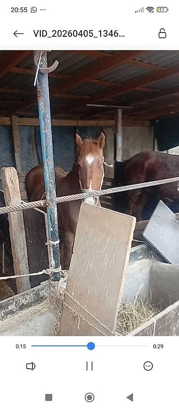 Лошади, кони: Продаю | Жеребец | Дончак — 6